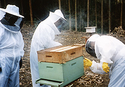 養蜂家と巣箱