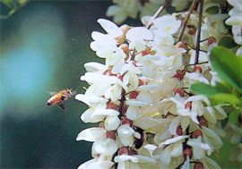 ニセアカシアとミツバチ