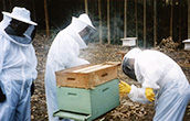 ブラジルの養蜂家